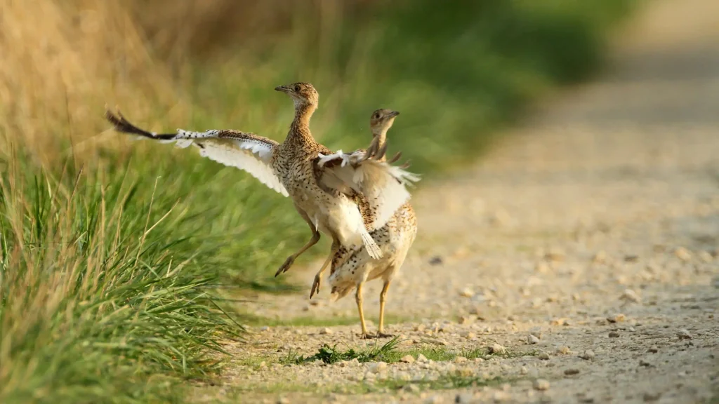 Deux-Sèvres : la biodiversité au cœur des débats