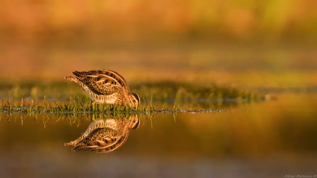 Résultats 2025 du comptage Wetlands International